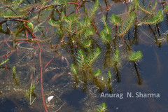 Myriophyllum oliganthum